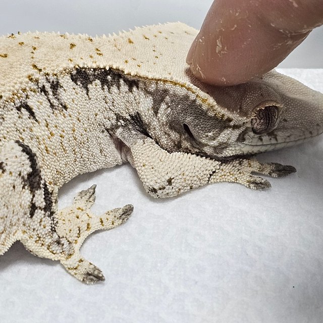 노멀 드리피 화이트스팟