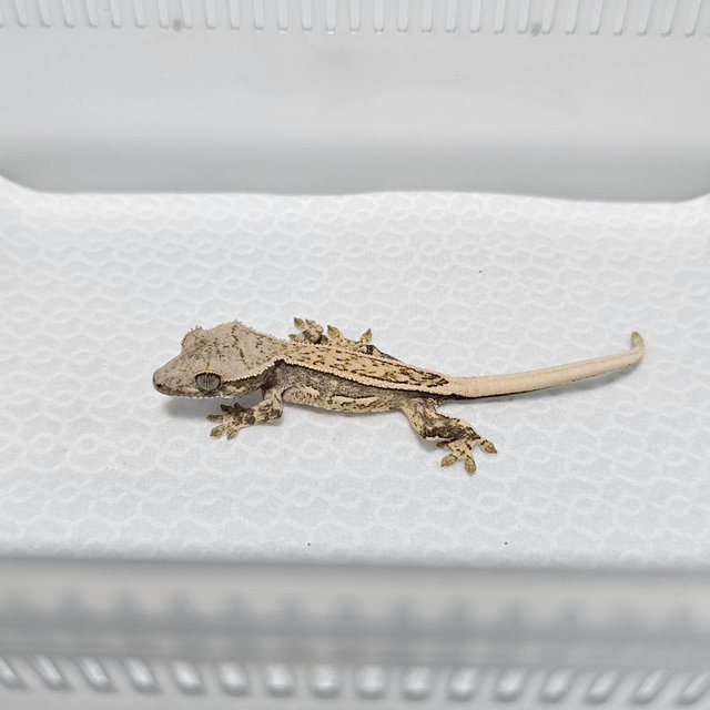 노멀 쿼드 풀핀