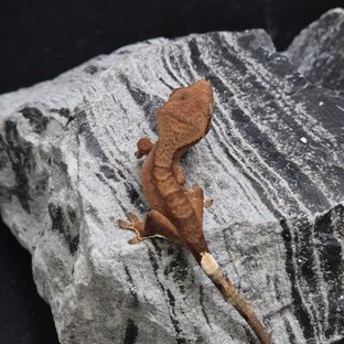노멀