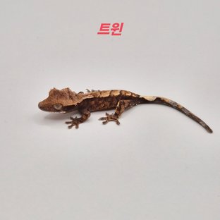 노멀 타이거