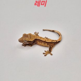 노멀 레드 할리퀸