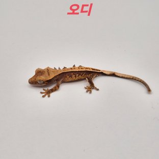 노멀 할리퀸 레드