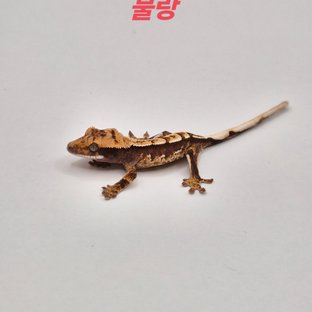 노멀 텐저린 트라이