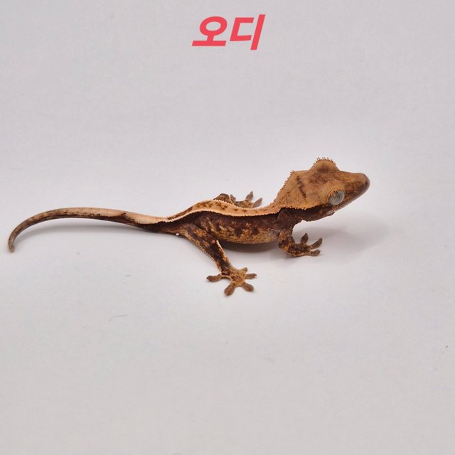 노멀 할리퀸 레드