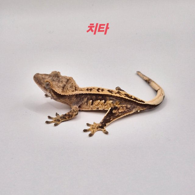 엠티백 노멀