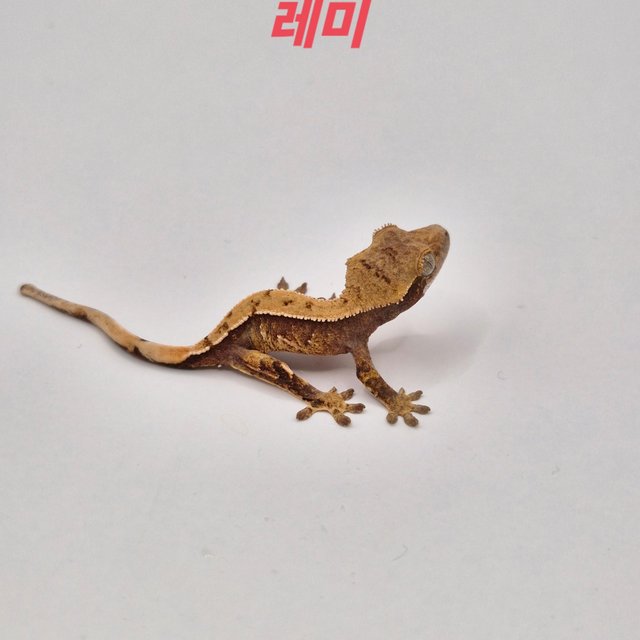 노멀 레드 할리퀸