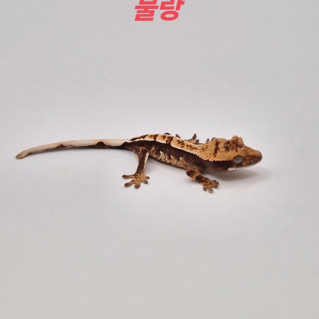 노멀 텐저린 트라이