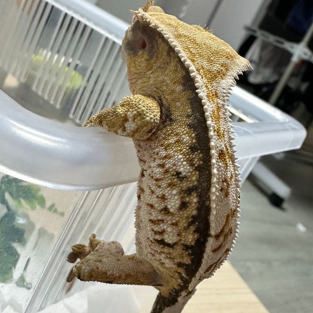 트라이