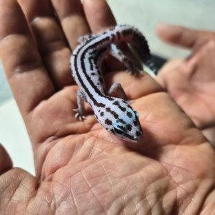 화이트아웃 오레오 패턴리스