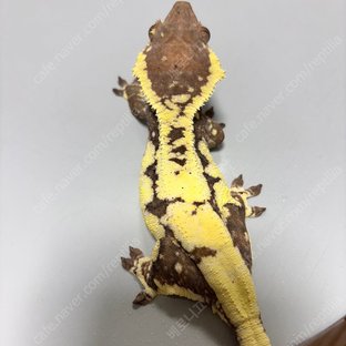 프라푸치노