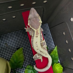 프라푸치노