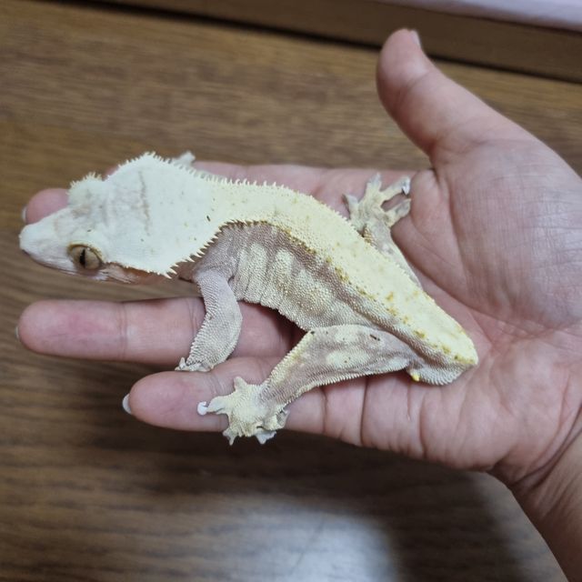노멀 드리피 레드