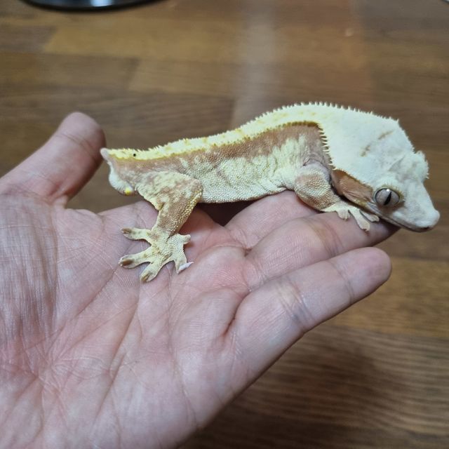 노멀 드리피 레드
