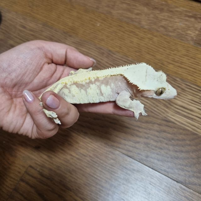 노멀 드리피 레드