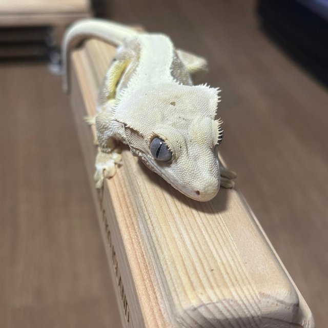 릴리화이트 크림시클 솔리드백