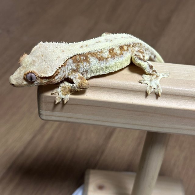 릴리화이트 바이 레드