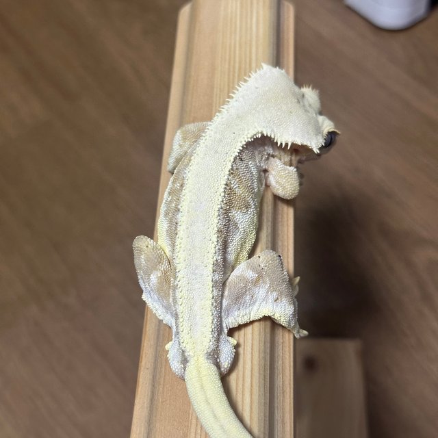 릴리화이트 크림시클 솔리드백