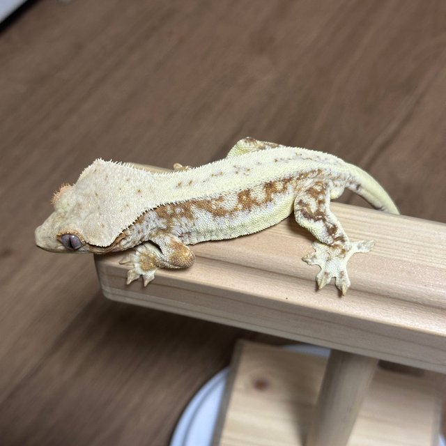 릴리화이트 바이 레드