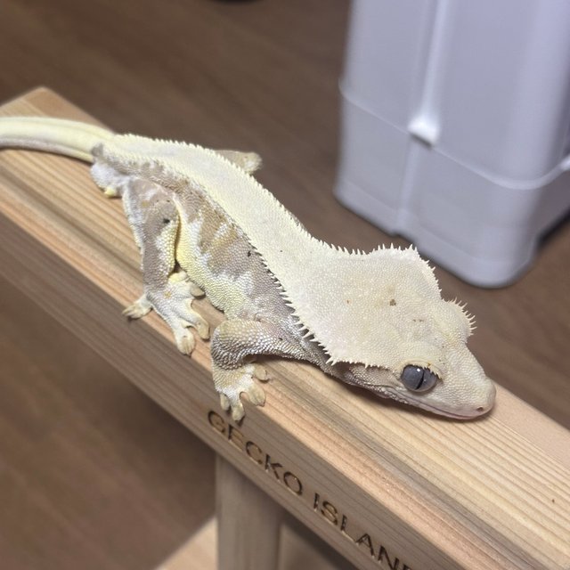 릴리화이트 크림시클 솔리드백