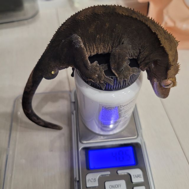 100%헷아잔틱 챠콜