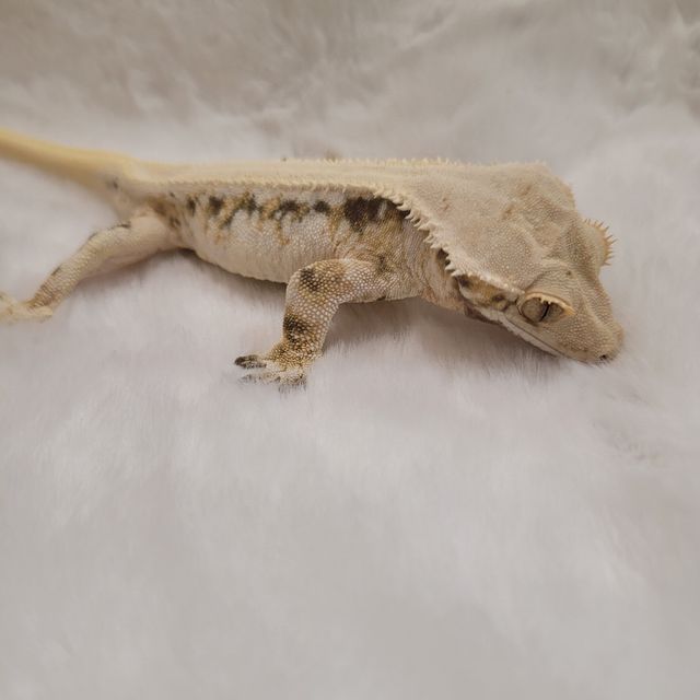 릴리화이트 솔리드백