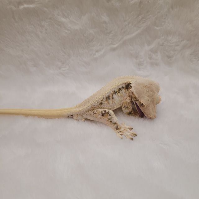 릴리화이트 솔리드백