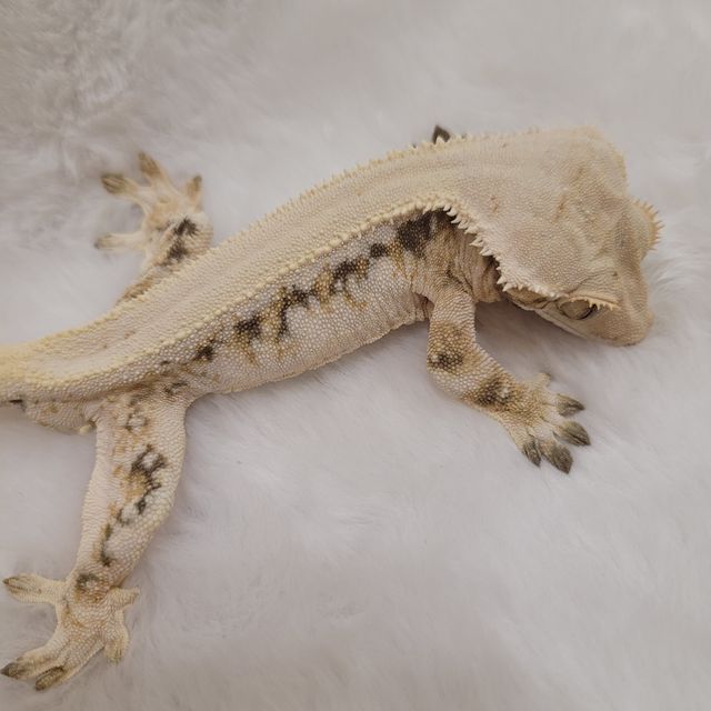 릴리화이트 솔리드백