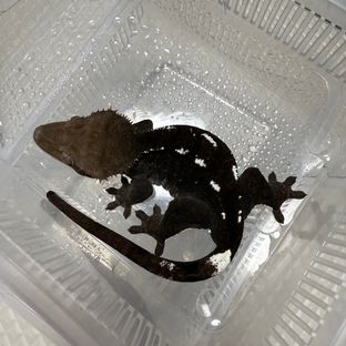 빙수
