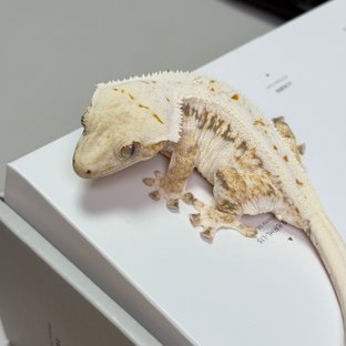 트라이 릴리화이트