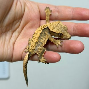 노멀 익스트림할리퀸