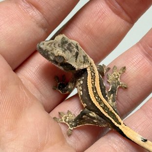 노멀 슈퍼스트라이프 풀핀