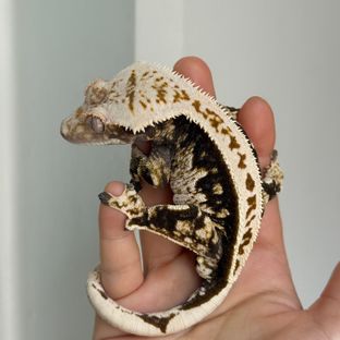 로이