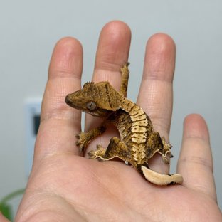 노멀 트라이 익스트림할리퀸