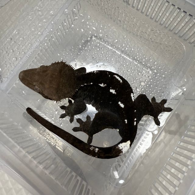아잔틱