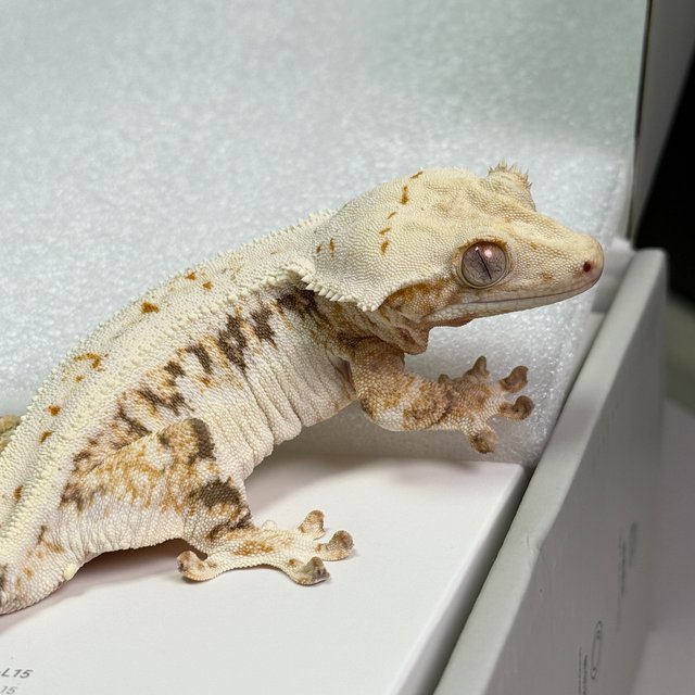 트라이 릴리화이트