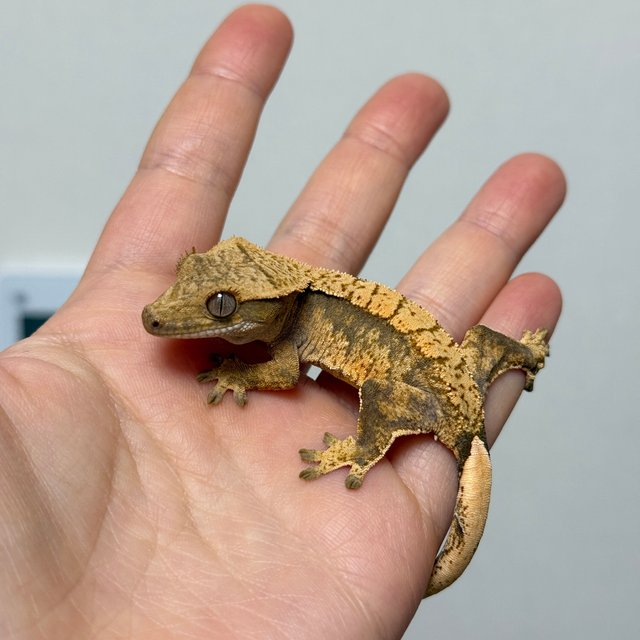 노멀 익스트림할리퀸