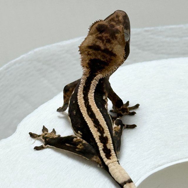 슈퍼스트라이프 엠티백