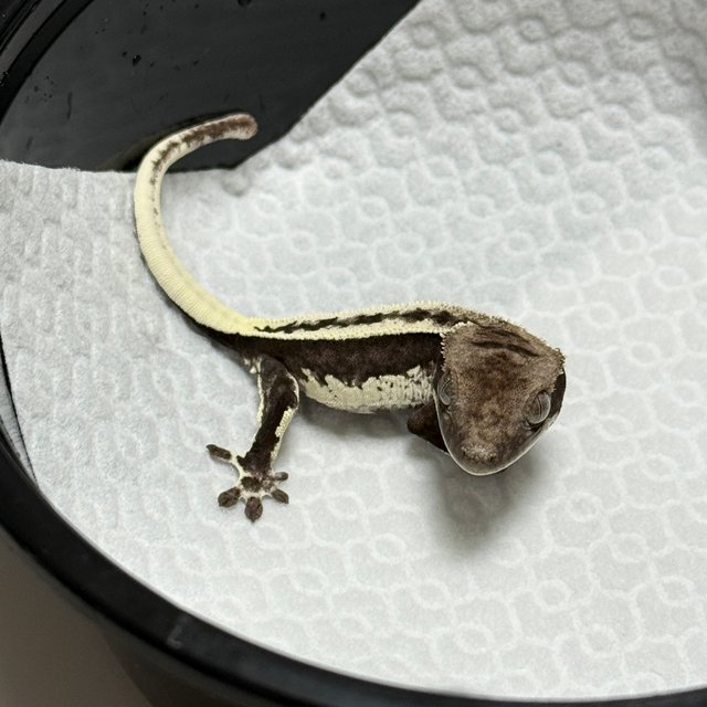 슈퍼스트라이프 쿼드 풀핀 아잔틱