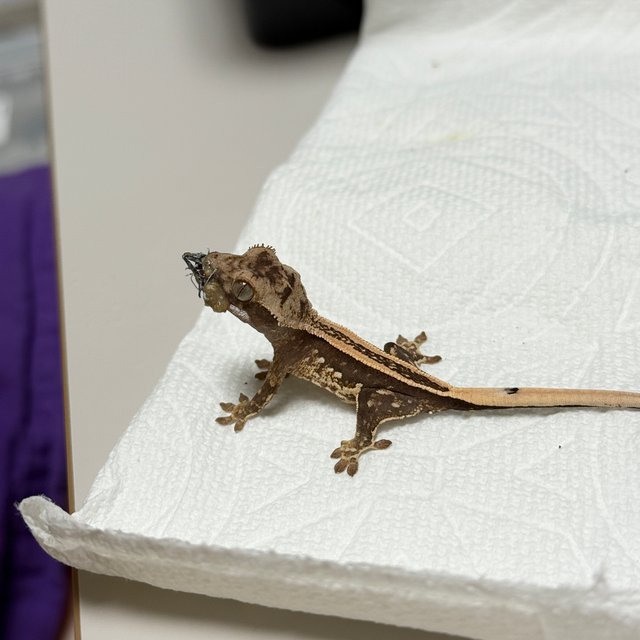 노멀 슈퍼스트라이프 풀핀