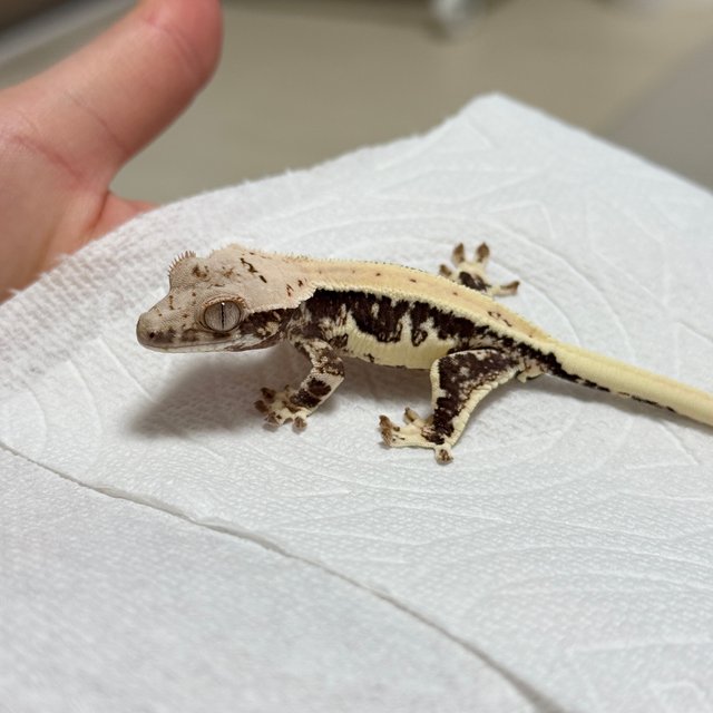 릴리100%헷아잔틱