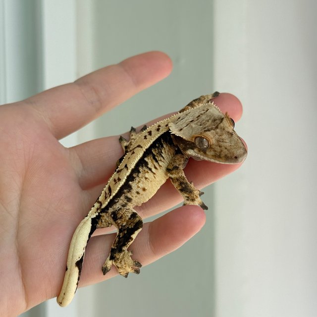 노멀 풀핀 트라이