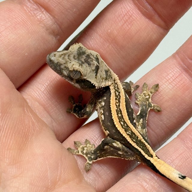 노멀 슈퍼스트라이프 풀핀