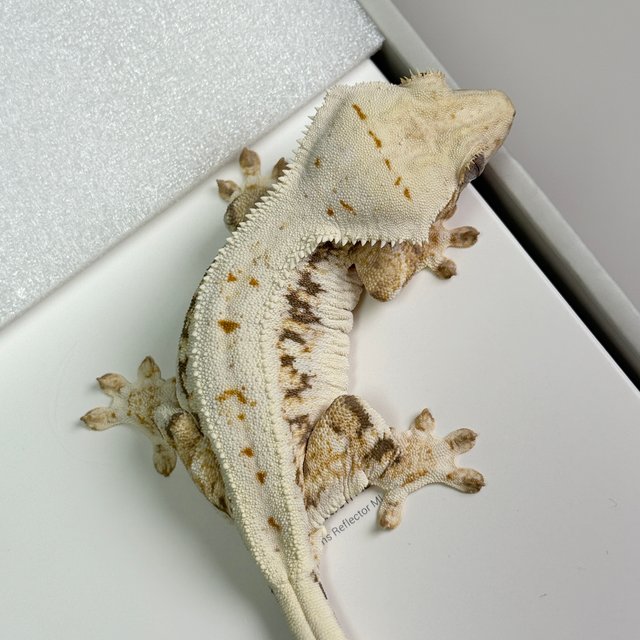 트라이 릴리화이트