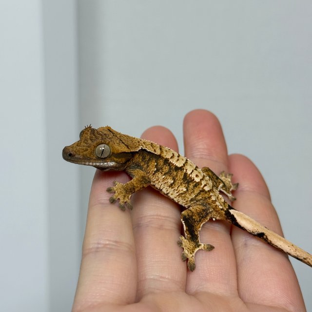 노멀 트라이 익스트림할리퀸