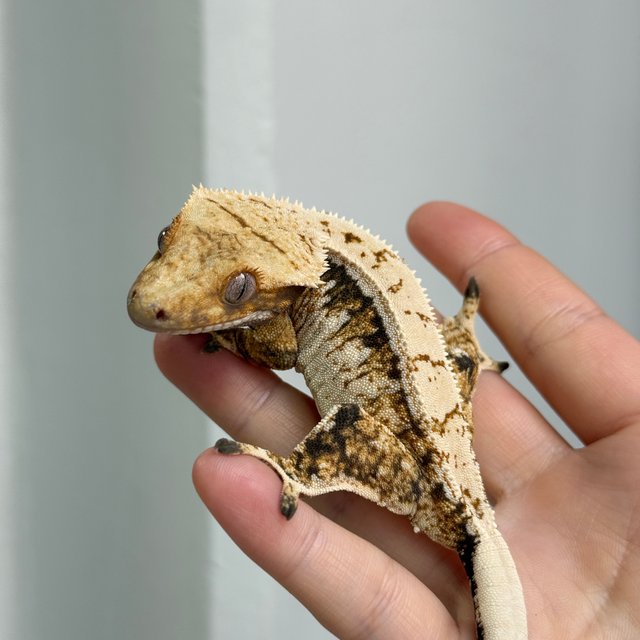 노멀 드리피 트라이