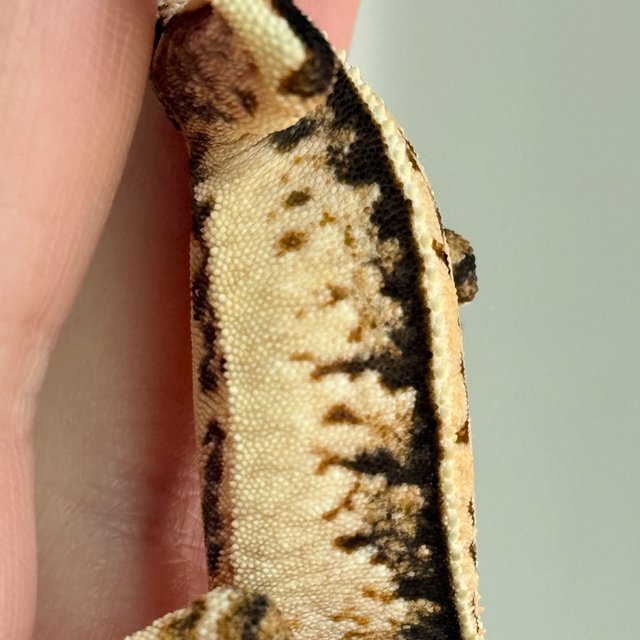 노멀 풀핀 트라이