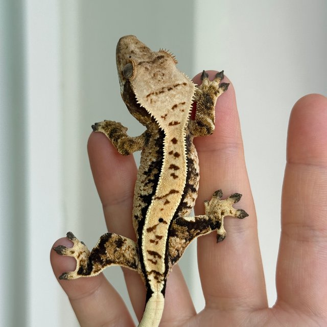 노멀 풀핀 트라이