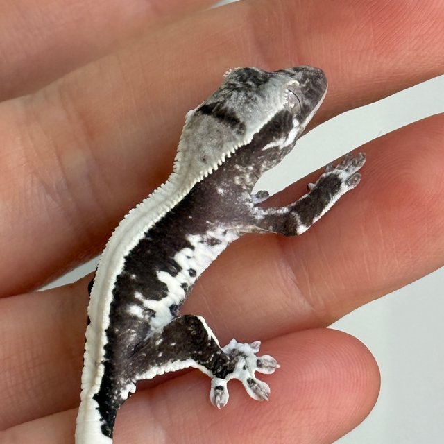 솔리드백 릴잔틱