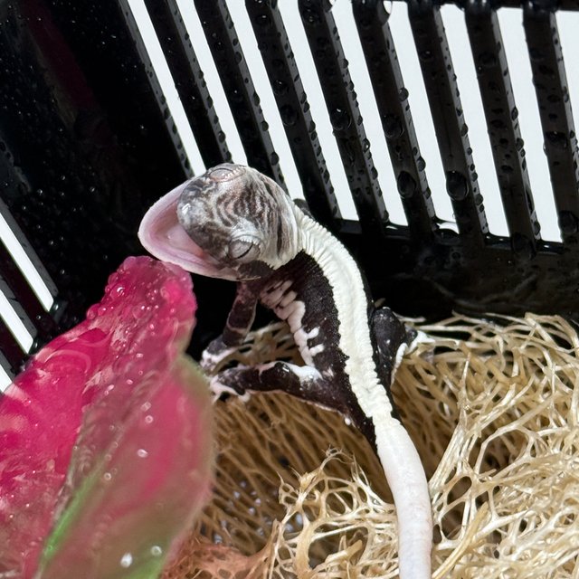 솔리드백 릴잔틱