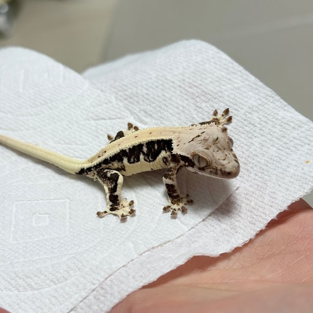 릴리100%헷아잔틱